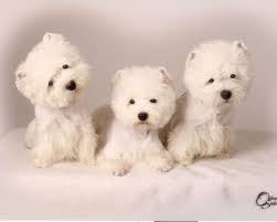Puppies For Sale West Highland White Terriers Westies In Crystal Beach Florida Westie Puppies Westie Puppies For Sale Westie Dogs