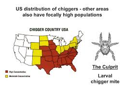 Approximately 30 species are known to attack animals and feed on their skin cells (more on that in a moment), and they are found around much of the globe except where it. Pin On Insect Species Part 2 4