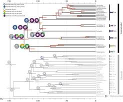 trunk dental tissue evolved independently from underlying