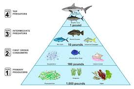 Food webs describe who eats whom in an ecological community. Trophic Levels National Geographic Society