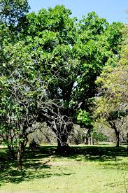 Image result for Ficus lutea