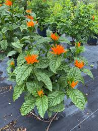 Image result for Justicia scandens