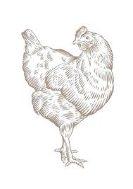 Chicken Drawing Chicken Drawing High Quality Chicken Drawing Line Chicken Drawing Drawings Chicken Illustration