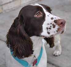 Adopt Addison On Petfinder English Springer Spaniel Puppy Springer Spaniel Puppies Springer Spaniel