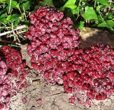 Image result for Sarcophyte piriei