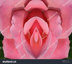seks, kedi, vulva, klitoris, vajina, Orgazm, Stok Fotoğrafı 507773812 |  Shutterstock