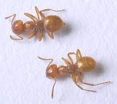 Ants etc pest service atrodas windham hill. Carpenter Ant Pictures Sugar Ants Photos