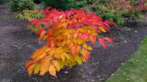 Image result for Neoschumannia