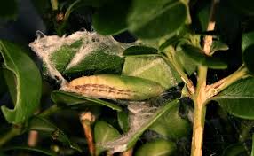 Image result for caterpillar box tree moth inside buxus plant