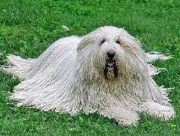 Check spelling or type a new query. White Puli Dog Komondor Komondor Dog Dog Breeds