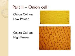 For the last sample which. Sketch What You Observe When Examining The Onion Root Tip Using The Low Power Lens And The High Power Brainly Com