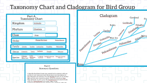 taxonomy chart and cladogram for bird group by shane peavy