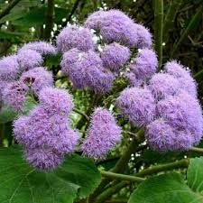 Image result for Bartlettina