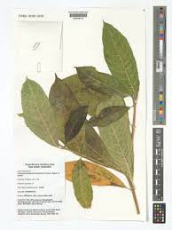 Image result for Pycreus cuanzensis