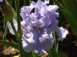 Marbella Iris Garden Iris Flowers Bloom