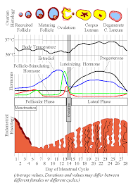 Menstrual Cycle Wikidoc