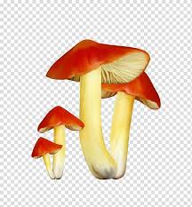 mushroom fungus chart fungi transparent background png