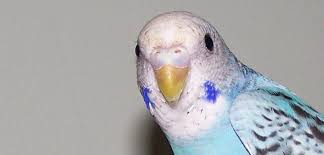 For training purposes, i prefer working with males (though i've had success with both genders). What Type Of Parakeets Does Petco Sell I Know Don T Judge P And How Do You Sex Them Backyard Chickens Learn How To Raise Chickens