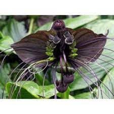 Pin On Paudhshala Plants Nursery