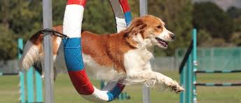 Weitere ideen zu hunde, agility hund, dog agility. Agility Der Hundesport Mit Parcours Edogs De Magazin