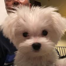 Boutique Chic Teacup Puppies Maltese