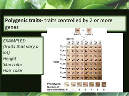 This helps support our creating! Genetics 1 Mendel Notes