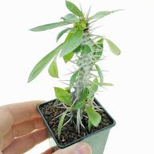 Image result for Euphorbia didiereoides