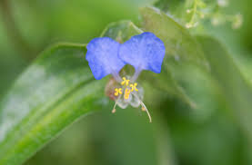 Image result for Commelina nyasensis