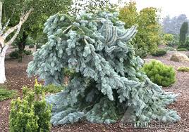 Selective pruning of this weeping norway spruce gets it away from the sidewalk while keeping its natural look. Why Are Conifers So The Amazing World Of Conifers
