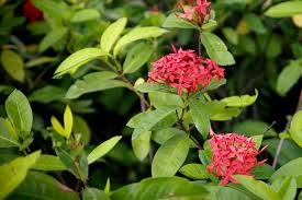 Image result for Ixora coccinea