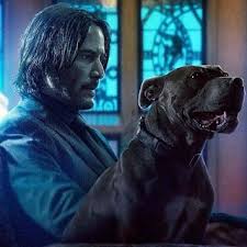Goruntunun Olasi Icerigi 1 Kisi Kopek Keanu Reeves Sinema Kopek