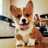 Puppies for sale near chattanooga, tennessee your search returned the following puppies for sale. Pembroke Welsh Corgi Puppies For Sale Chattanooga Tn 125511
