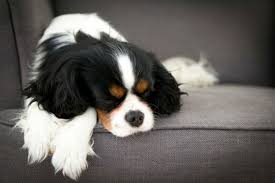 Kontaktai, adresas, registracijos data, ataskaitos ir dar daugiau. Why Do Dogs Twitch In Their Sleep American Kennel Club Cavalier King Charles Spaniel Tricolor Cavalier King Charles Dog King Charles Dog