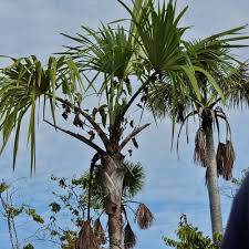 Image result for Calamus deerratus