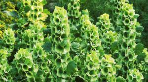 European deliveries outside ireland we also deliver to the uk and other european countries, please see our delivery rates below. Bells Of Ireland Plant Care Growing Guide