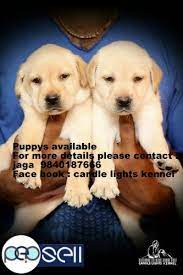 When purchased, owners will leave here with their puppy's akc paperwork in hand. Labrador Puppies For Sale In Chennai 9840187666 Chennai Free Classifieds