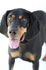 Black And Tan Plott Hound Lab Mix Black Tan Coonhound F 4 5 Years Spayed Named Frappe 10718210 In Greensboro Nc Guilford County Animal Shelter 336 2 Coonhound Black And Tan Animal Shelter