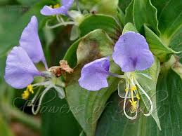 Image result for Commelina subulata