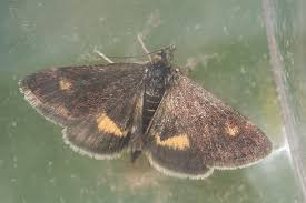 Image result for Pyrausta aurata