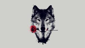 A collection of the top 41 super cool wolf wallpapers and backgrounds available for download for free. Cool Wolf Hd Wallpaper Wolf Holding A Rose 1920x1080 Wallpaper Teahub Io