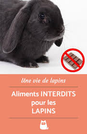 Les Aliments Interdits Pour Les Lapins Guide Complet Lapin Lapin Nain Lapin Belier Nain