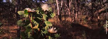 Image result for Protea angolensis