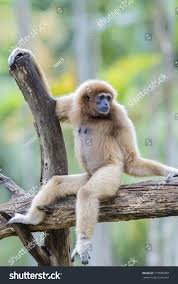 Image result for Hylebates cordatus