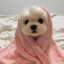 Sun Sim Is The Definition Of Cuteness Overload She Will Surely Make Your Weekend Better Beautiful Pets Dog Cute Baby Dogs Cute Little Puppies Cute Puppies