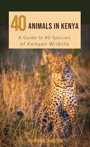Animals In Kenya A Guide To 40 Species Of Kenyan Wildlife African Travel Kenya Travel Kenya