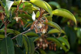 Image result for Mimusops elengi