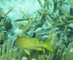 Jamaica's Finest Under-The-Radar Snorkeling Spots: An Insider's Take -  Jakes Hotel Treasure Beach