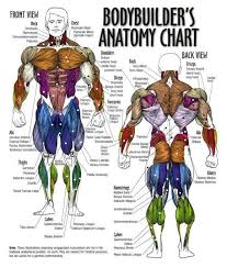 Bodybuilder Anatomy Chart Muscle Diagram Muscle Anatomy