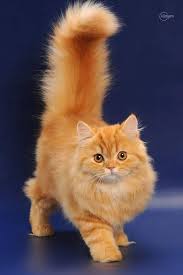 61 Tumblr Cute Cats And Dogs Cute Cats Beautiful Cats