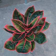Kumpulan gambar 2 dimensi dan karya seni 3 dimensi fokussatu com. 5 Tanaman Hias Daun Yang Murah Dan Mudah Perawatannya Indozone Id